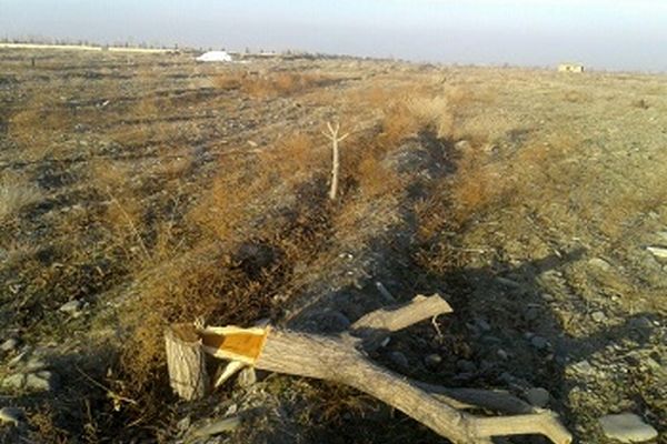 قطع درختان طرح طوبی در گلمکان+ تصوریر