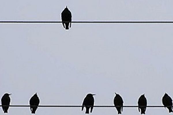 مرگ هولناک 11 پرنده شکاری در بندرعباس