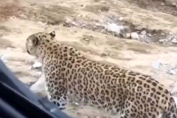 احتمال بیماری خاص جانوری در تندوره