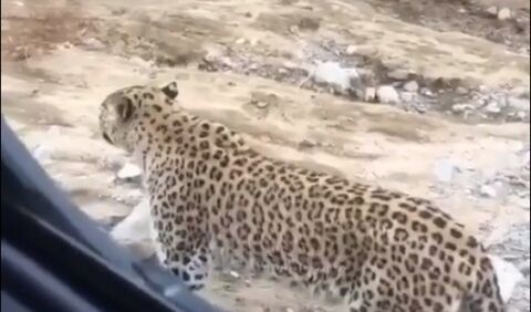 احتمال بیماری خاص جانوری در تندوره
