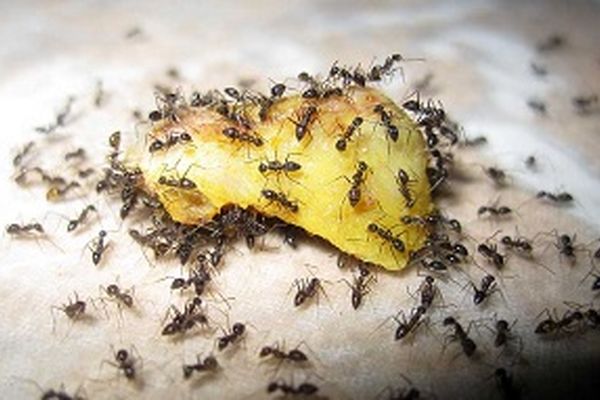 چگونه از شر مورچه‌های داخل خانه خلاص شویم!