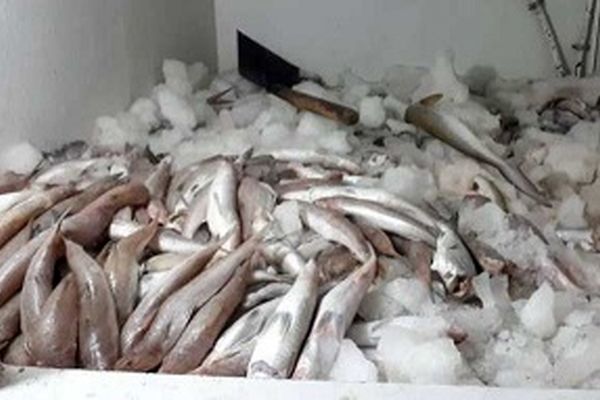 محموله‌های آبزیان حرام گوشت در خراسان رضوی کشف شد