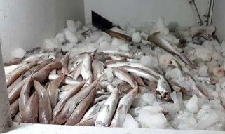 محموله‌های آبزیان حرام گوشت در خراسان رضوی کشف شد