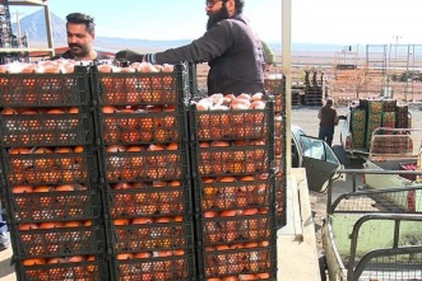 میوه طرح تنظیم بازار نوروز در ۱۲۷ واحد صنفی توزیع می‌شود