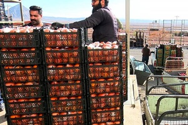 میوه طرح تنظیم بازار نوروز در ۱۲۷ واحد صنفی توزیع می‌شود