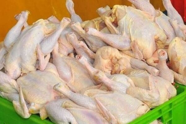 مافیای مرغ بدتر از سلطان سکه