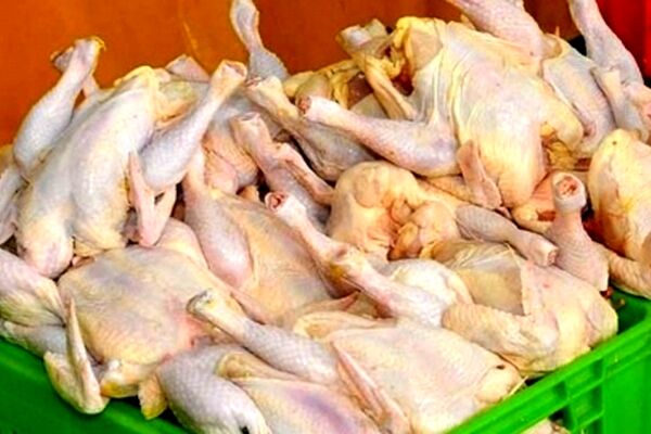 مافیای مرغ بدتر از سلطان سکه