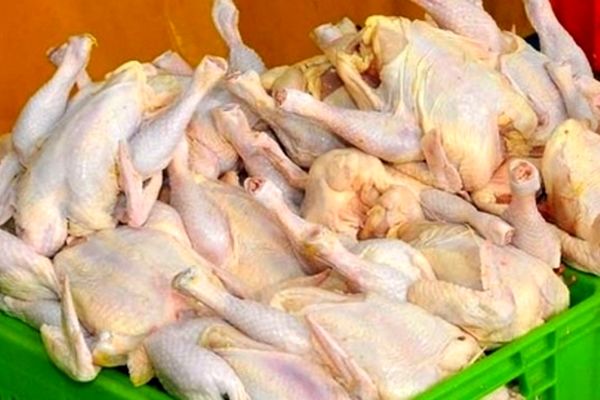 مافیای مرغ بدتر از سلطان سکه