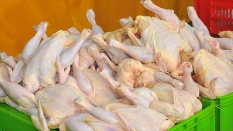 تامین گوشت مرغ مشهد در ایام نوروز بر عهده 5 فروشگاه است