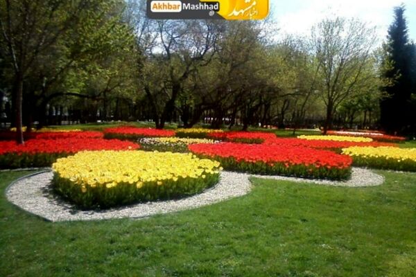 گلهای لاله پارک ملت مشهد