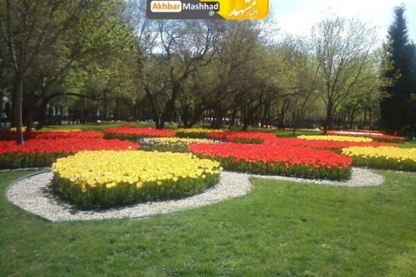 گلهای لاله پارک ملت مشهد