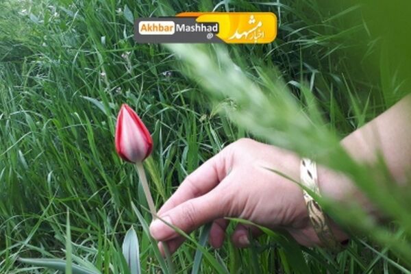 زیبایی های طبیعت بهاری در بوستان غدیر مشهد