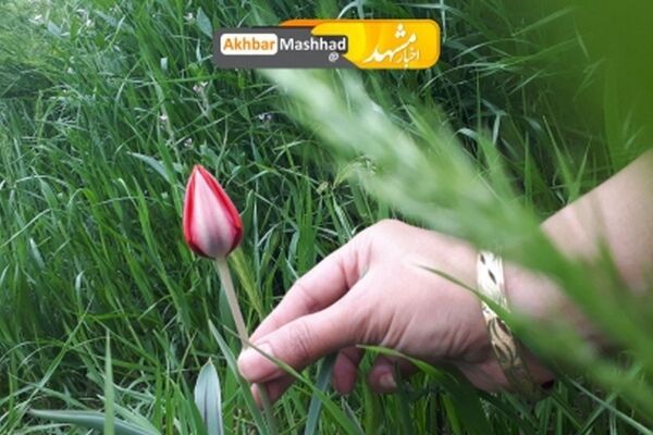 زیبایی های طبیعت بهاری در بوستان غدیر مشهد