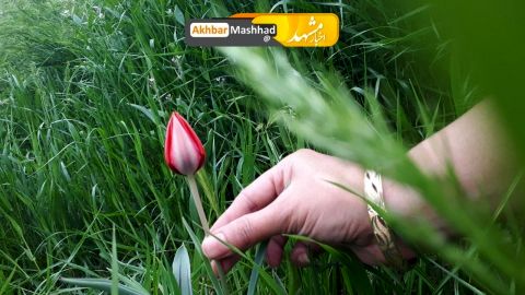 زیبایی های طبیعت بهاری در بوستان غدیر مشهد