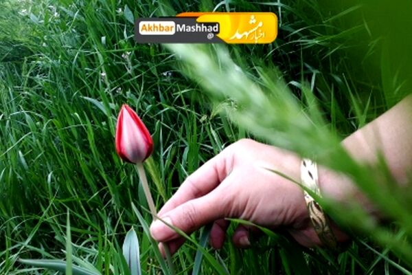 زیبایی های طبیعت بهاری در بوستان غدیر مشهد