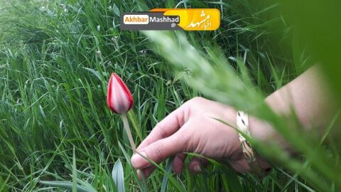زیبایی های طبیعت بهاری در بوستان غدیر مشهد