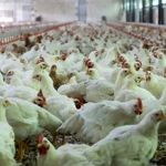 بردسکن در اوج تولید مرغ؛
 ثبت رکورد ۳۷۱ هزار قطعه جوجه‌ریزی در یک ماه
