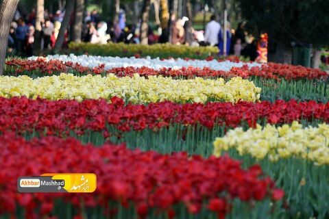 جشنواره گلهای پیازی در بوستان ملت مشهد