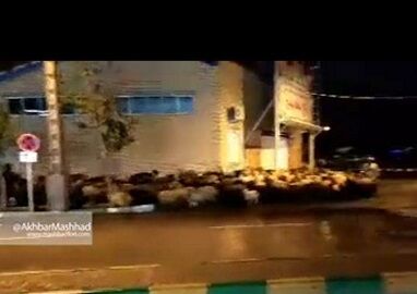 ورود گله گوسفند به داخل شهر
