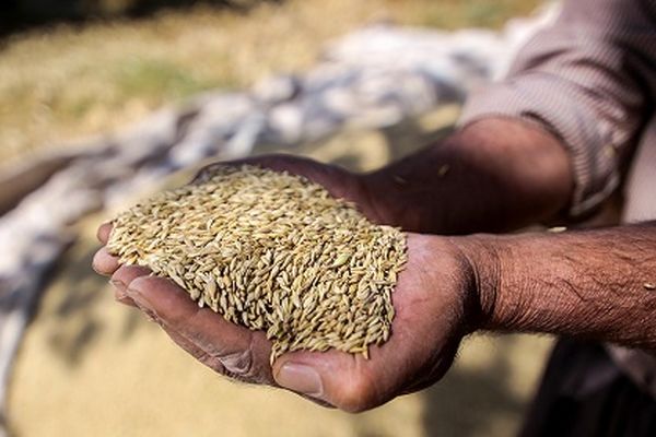 پیش‌بینی خرید 530 هزار تن گندم در خراسان رضوی