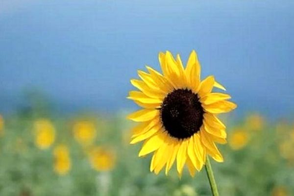 قطعه آرامش بخش“گل و طوفان”