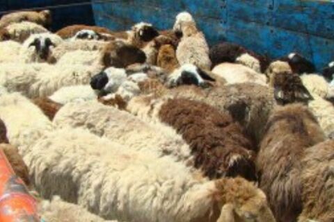 کشف دام قاچاق در نیشابور
