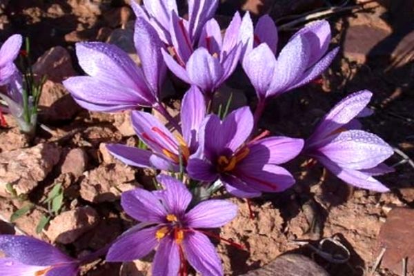 نبود انسجام در زنجیره تولید و صادرات حلقه مفقوده صنعت زعفران است