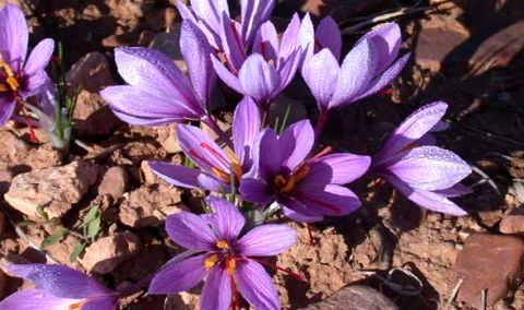 نبود انسجام در زنجیره تولید و صادرات حلقه مفقوده صنعت زعفران است