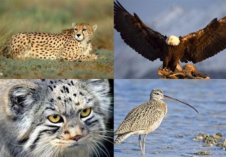 فهرست گونه‌های جانوری در معرض انقراض خراسان رضوی؛ از اردک سفید تا کرکس مصری
