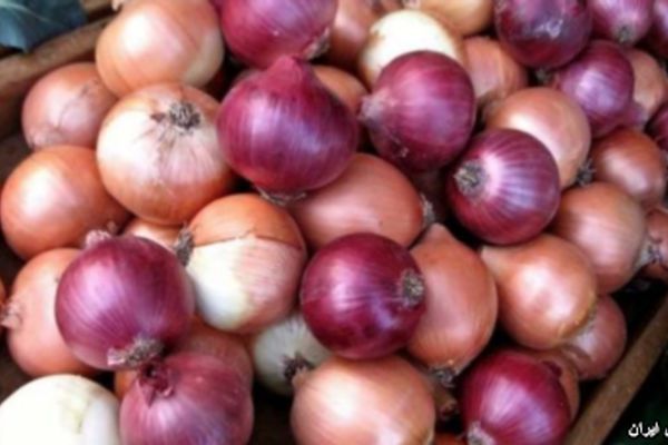 افزایش ۴۶۰ درصدی قیمت "پیاز" در یکسال