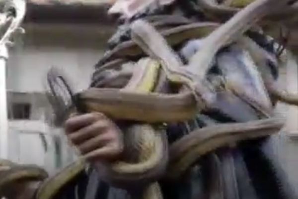 لحظات رعب‌آور فستیوال مار در ایتالیا+ فیلم