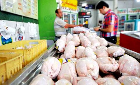 آغاز خرید مرغ برای ذخیره سازی در خراسان رضوی