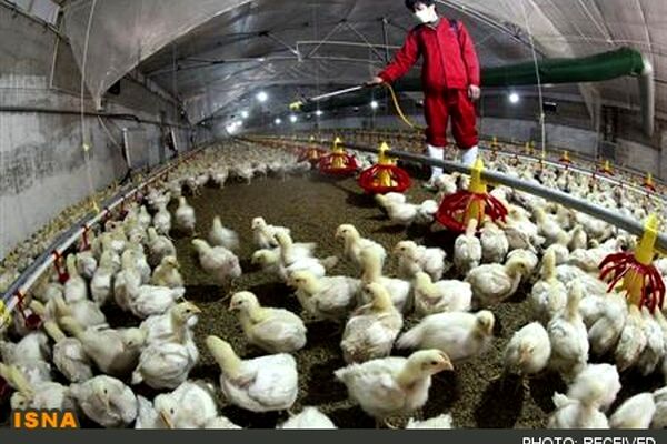 مرغدار به طور متوسط در هر کیلو مرغ 3 هزار تومان ضرر می‌کند