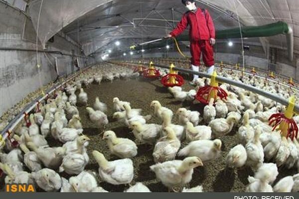 مرغدار به طور متوسط در هر کیلو مرغ 3 هزار تومان ضرر می‌کند