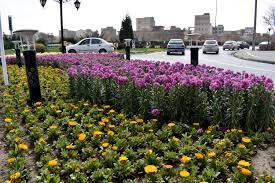 گلکاری ویژه ۳۲ نقطه از سطح شهر مشهد