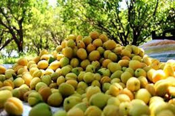 برداشت زردآلو از باغ های مه ولات آغاز شد