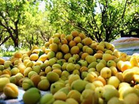 برداشت زردآلو از باغ های مه ولات آغاز شد