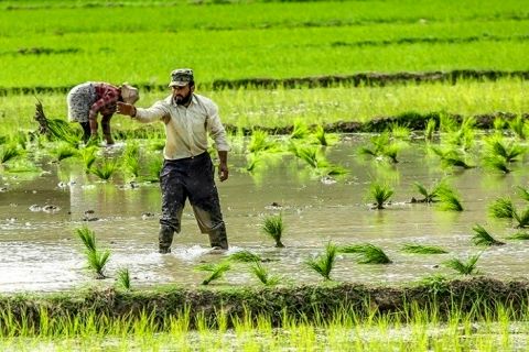 کشت برنج در استان‌های شمالی فاقد توجیه است