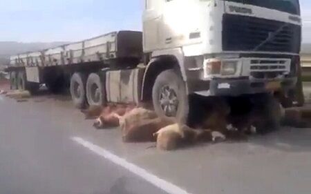 ۱۸ راس گوسفند بر اثر برخورد با خودرو در تایباد تلف شدند