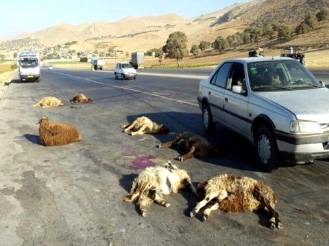 حادثه رانندگی در تایباد ۴۲ راس گوسفند را تلف کرد