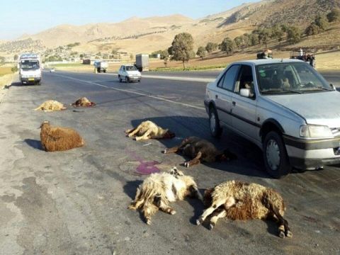 حادثه رانندگی در تایباد ۴۲ راس گوسفند را تلف کرد