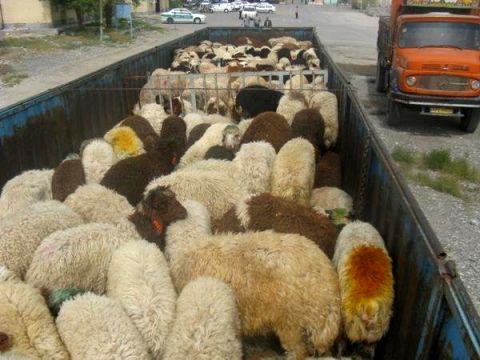 ۶۰ راس دام قاچاق در تایباد کشف شد
