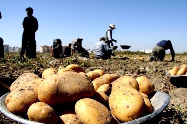 سیب زمینی گران است اما گرانفروشی نمی شود