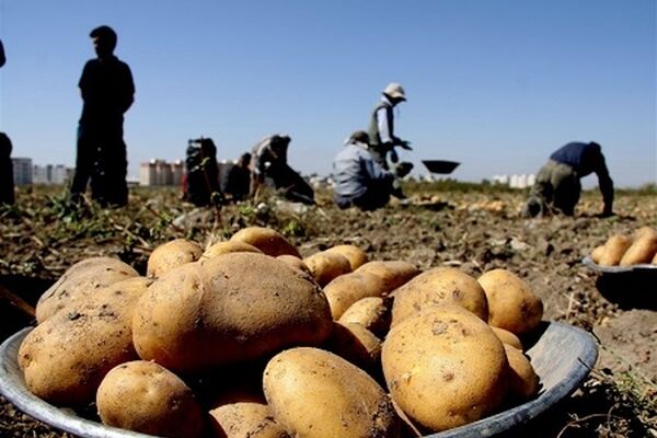 سیب زمینی گران است اما گرانفروشی نمی شود