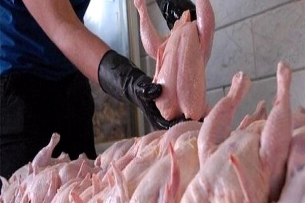 مرغ فعلا گران نمیشود/ماه محرم قیمت مرغ بالاتر خواهد رفت