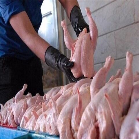 مرغ فعلا گران نمیشود/ماه محرم قیمت مرغ بالاتر خواهد رفت