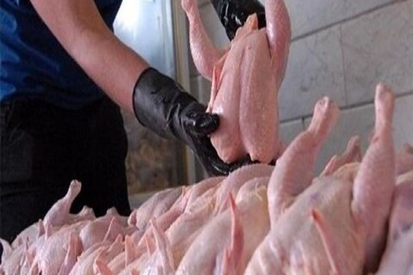 مرغ فعلا گران نمیشود/ماه محرم قیمت مرغ بالاتر خواهد رفت