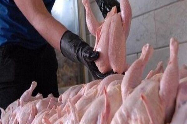 مرغ فعلا گران نمیشود/ماه محرم قیمت مرغ بالاتر خواهد رفت