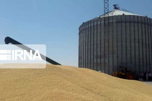 هشت هزار و ۵۵۷ تن گندم از کشاورزان خراسان رضوی و جنوبی خریداری شد
