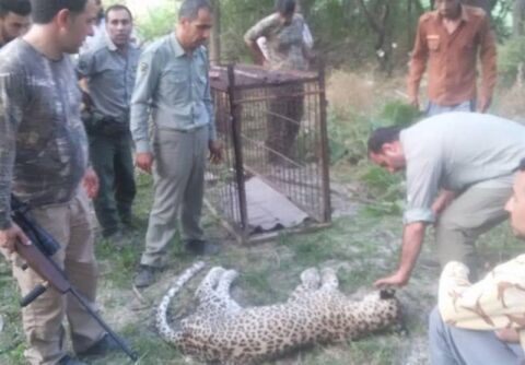 پایان تلخ زندگی پلنگ تندوره